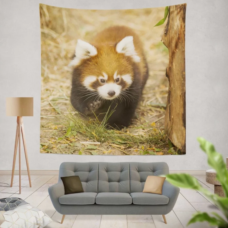 Red Panda at Chicago Zoo Wall Hanging Tapestry