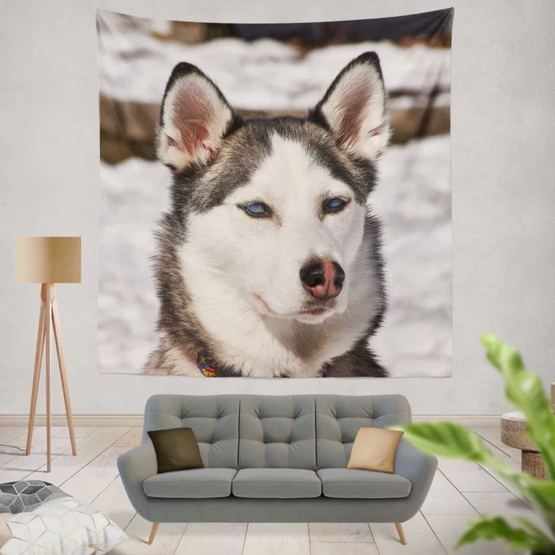 Siberian Husky Arctic Charm Furry Companion Wall Hanging Tapestry