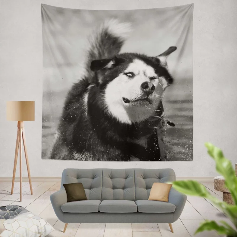 Siberian Husky Black & White Beauty Furry Elegance Wall Hanging Tapestry