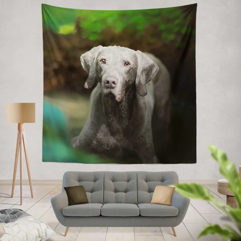 Weimaraner Muzzle in Focus Canine Persona Wall Hanging Tapestry