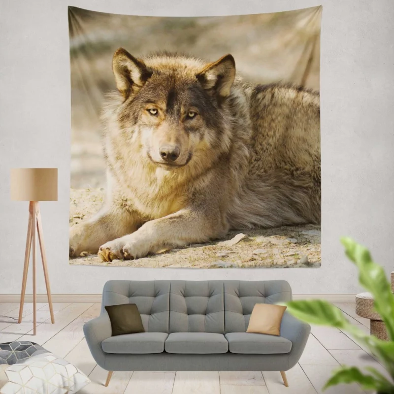 Wolf Intense Stare Wilderness Gaze Wall Hanging Tapestry